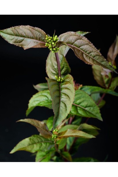 Діервілла `Magical Green Dragon`